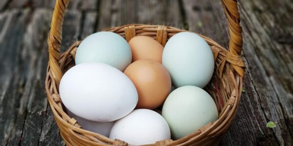 Chicken Eggs