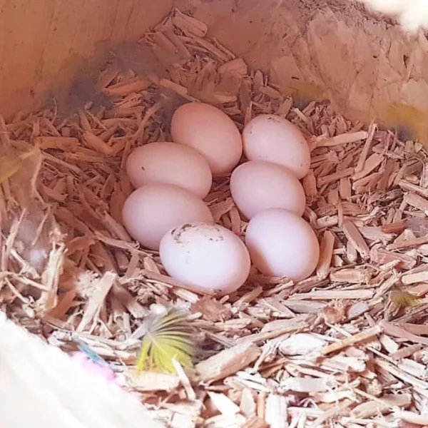 Parrot Eggs