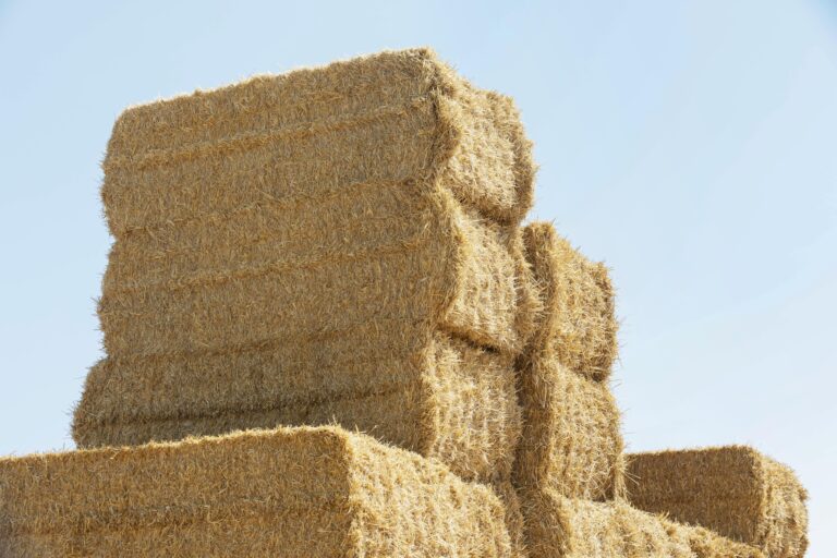bunch-haystacks-day-light
