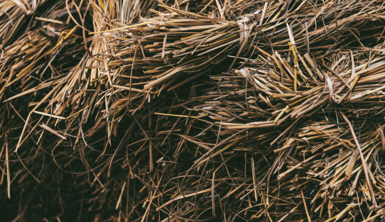 dried-hay-straw-with-grains