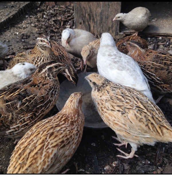 Heygates Quail & Partridge Breeder Layers Mini Pellet Feed 2kg to 15kg Bags - Image 5