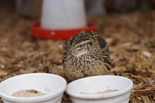 Heygates Quail & Partridge Breeder Layers Mini Pellet Feed 2kg to 15kg Bags - Image 2