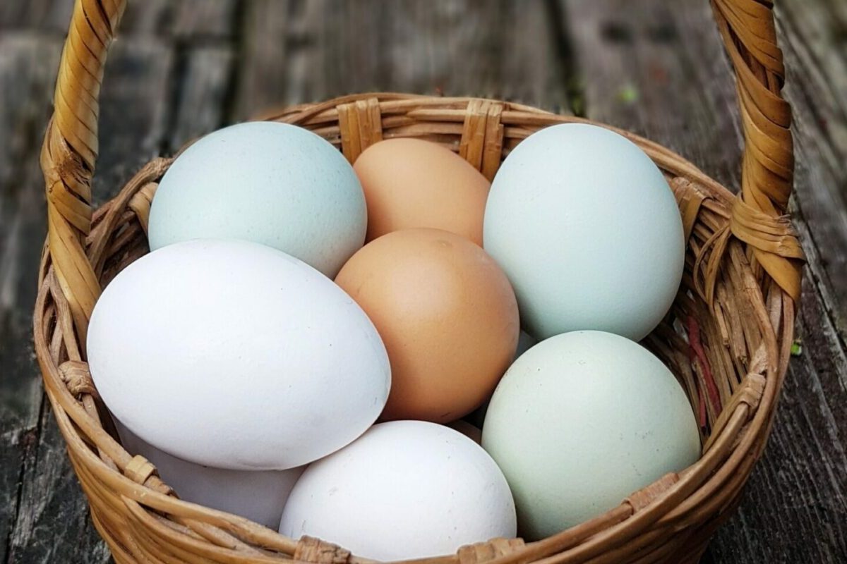 Basket-of-Multi-Colored-eggs-scaled-e1678314085101-1600x800-f50_50