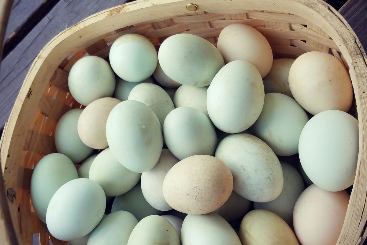 Duck20Eggs