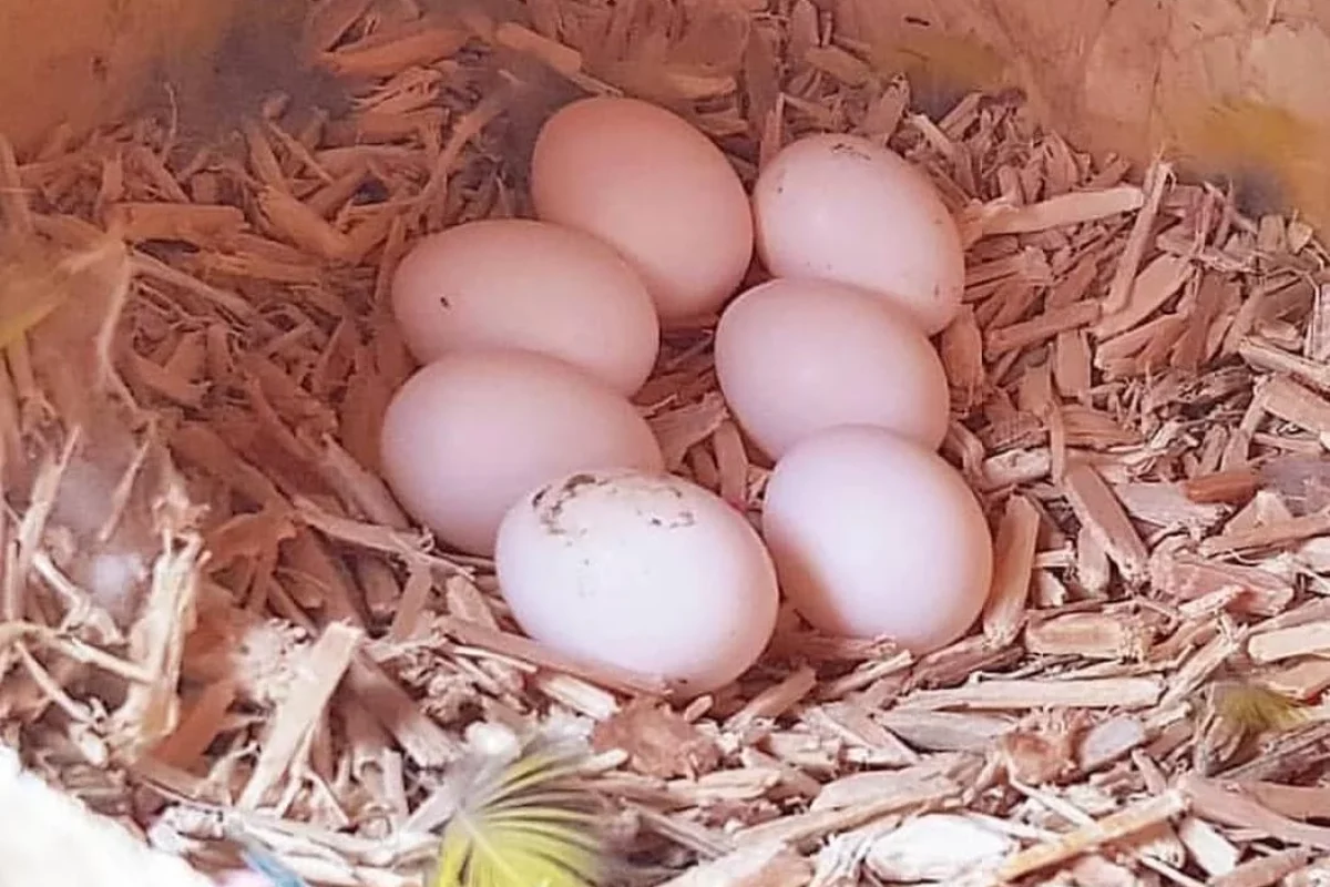 Eclectus-Parrot-Eggs-For-Sale